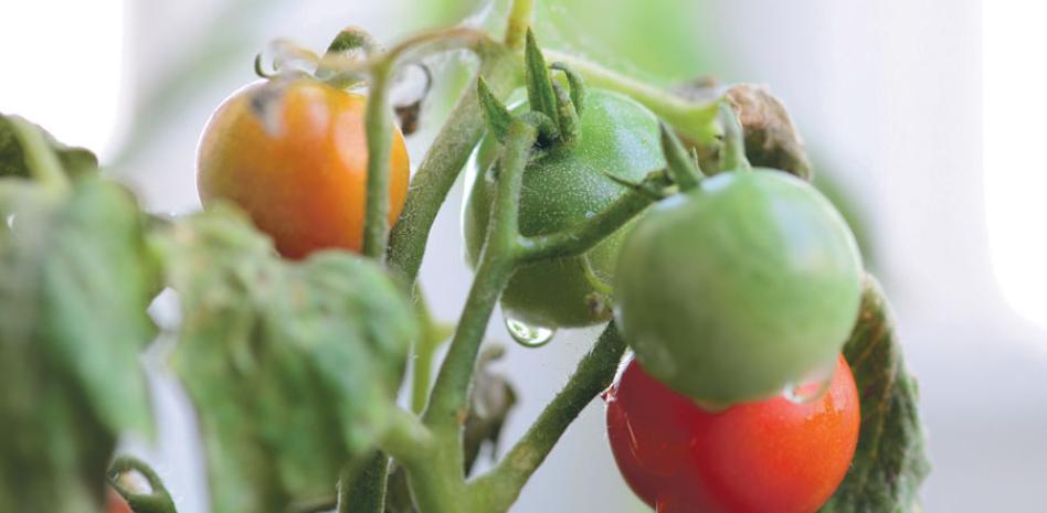 ¿Cuáles son los beneficios del tomate y por qué incluirlo en la alimentación?