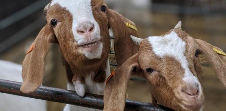 Sacrifican 42 animales en Trinidad y Tobago contagiados con alguna enfermedad infecciosa