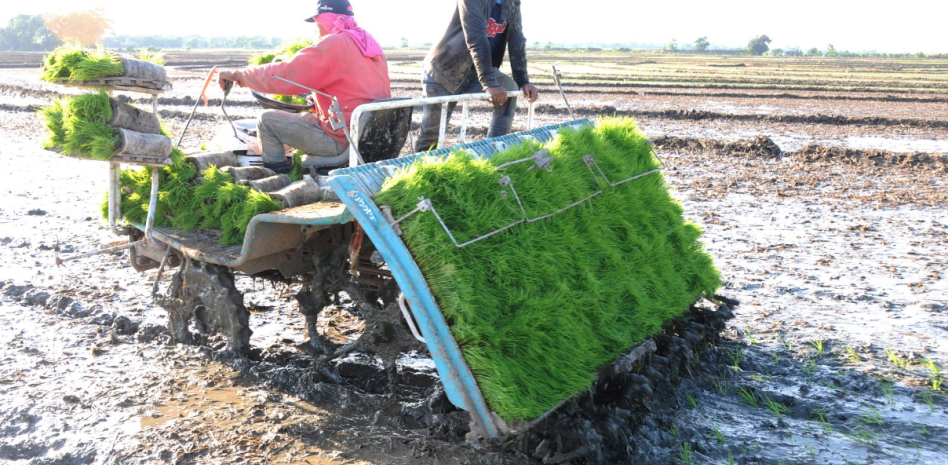 Agricultura y sector arrocero activan estrategia para enfrentar el chinche de la espiga