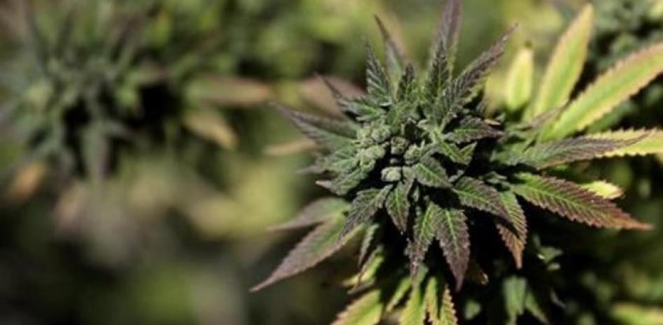 Estados Unidos coloca el cannabis en una categoría menos restrictiva para uso medicinal