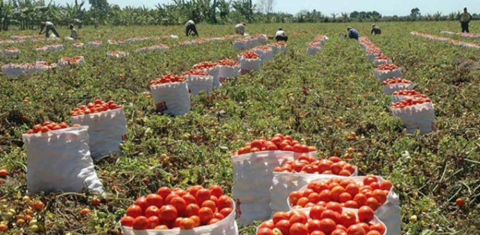 El tomate, el más reciente símbolo del aumento del costo de vida en Estados Unidos