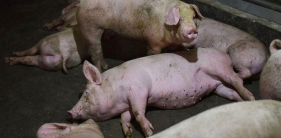 Sacrificio masivo de cerdos y falta de apoyo golpean sector porcino