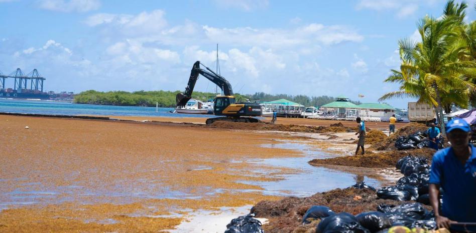 Sargazo llena la playa de Boca Chica