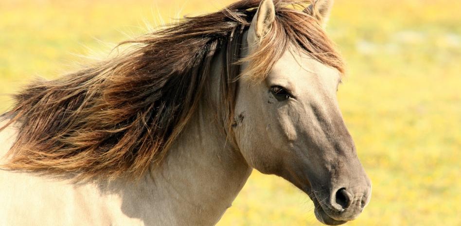 Tres heridos después de que unos 30 caballos escaparon asustados por una avenida de Roma