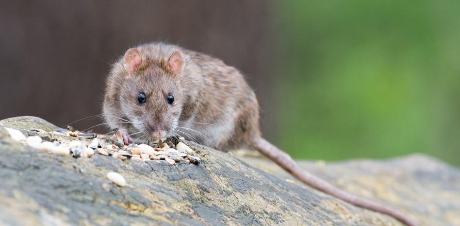 ¿Qué es el hantavirus? La enfermedad transmitida por roedores que no debes confundir con una gripe