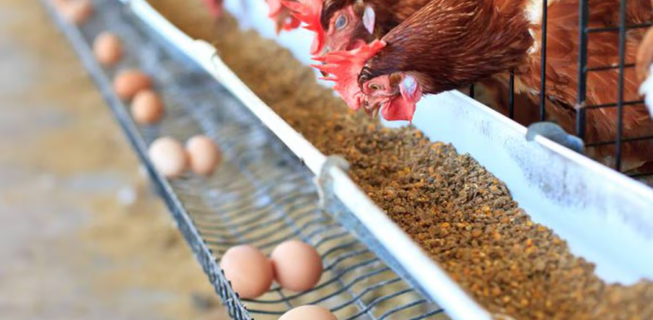 Una técnica óptica permitiría conocer el sexo de los huevos de gallina antes de su nacimiento
