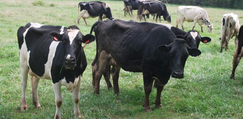 La Altagracia concentra más de 215,000 cabezas de ganado y lidera producción de carne y leche