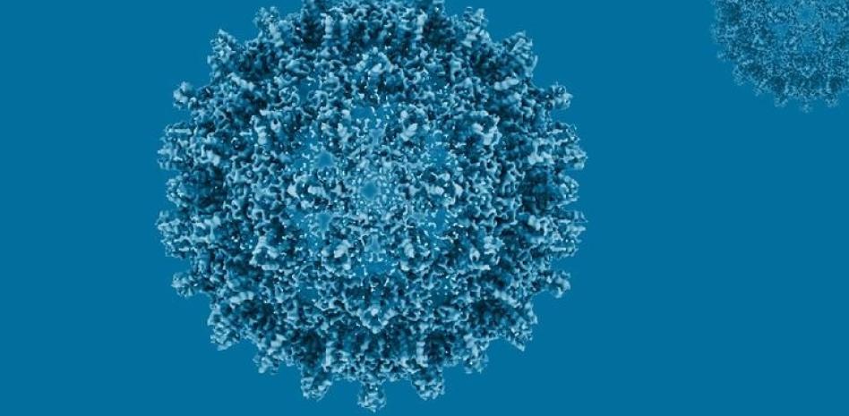 OMS: muertes por hepatitis siguen sin bajar, en contraste con el sida o la tuberculosis