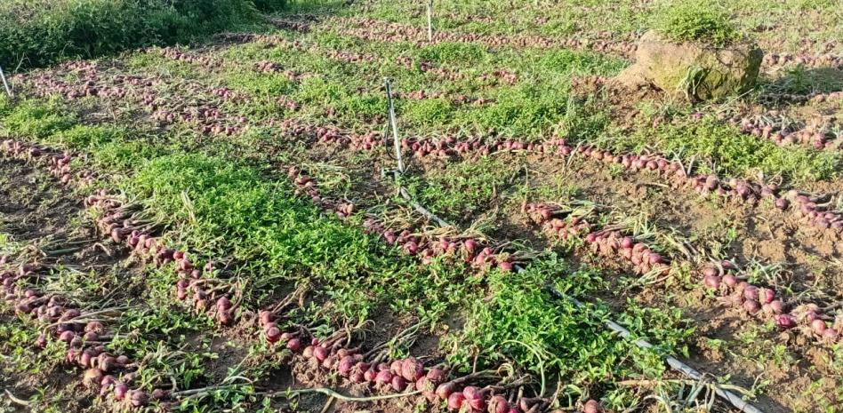 Lluvias dañan cosechas de cebolla en zonas de La Horma de Ocoa