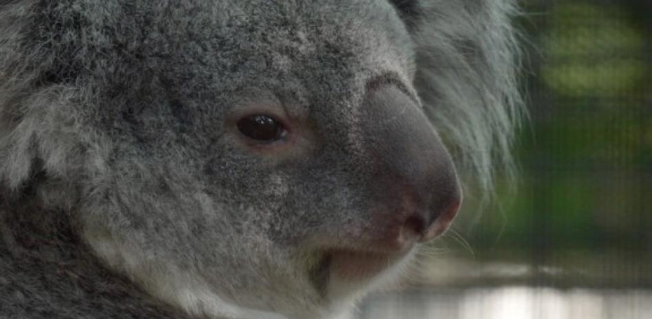 Conozca a Ellin el koala bebé que se esconde en la bolsa de su madre