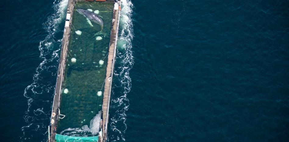 Liberan en el mar del Norte a Timmy, una ballena jorobada que pasó semanas varada frente a Alemania