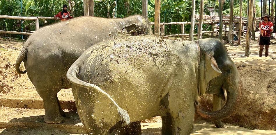 Tailandia: donde el mundo de los elefantes puede estar a sus pies