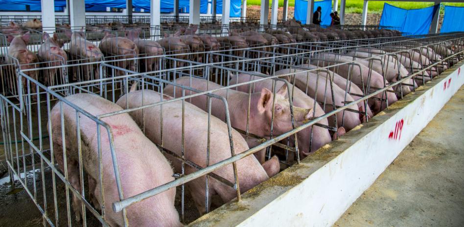 Porcicultor demanda cuarentena ante fiebre porcina