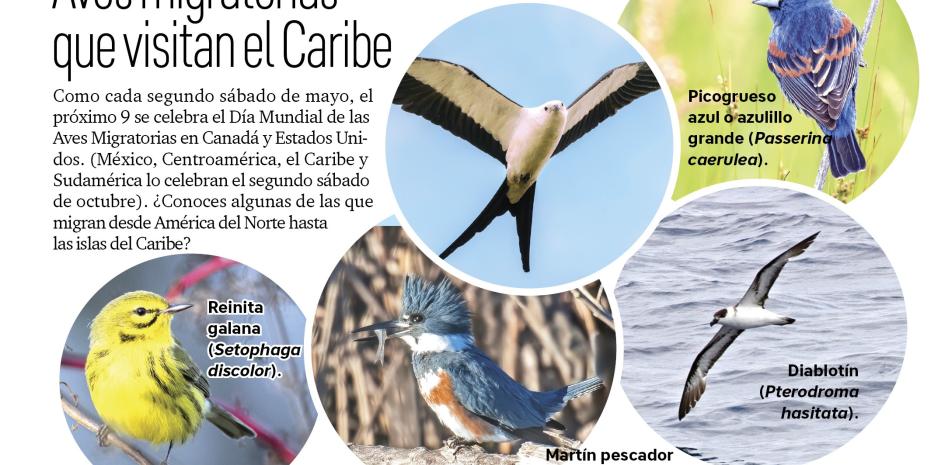 Aves migratorias que visitan el Caribe