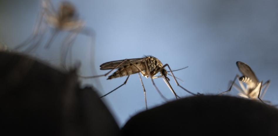 ¿Debe la humanidad erradicar a los mosquitos más letales?