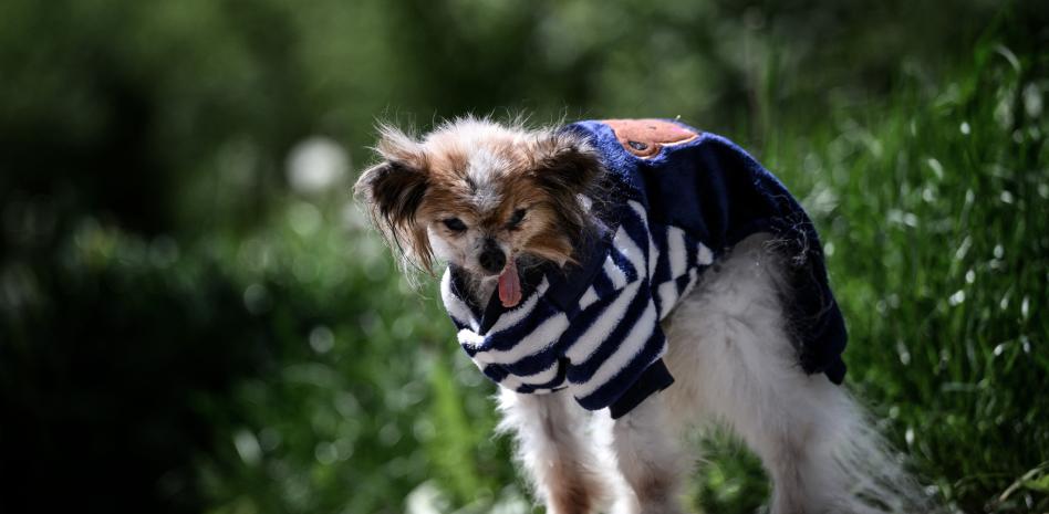 Fallece a los 30 años el perro más viejo del mundo