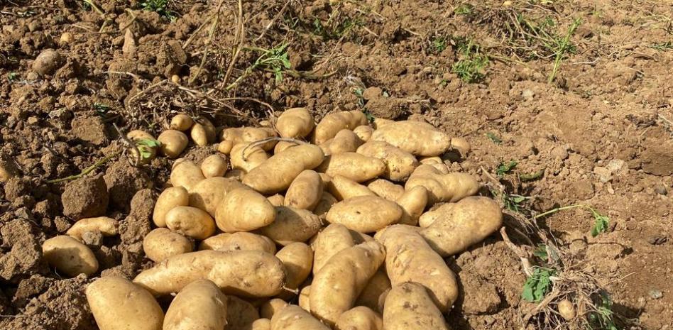 Gobierno iniciará compra total de papas en Tireo