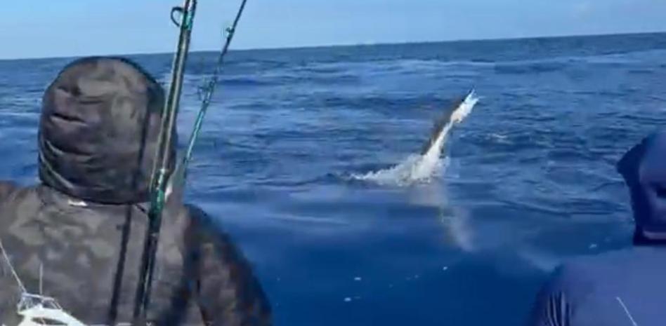 Lanchas Ángela y Fresh Air asumen liderato en pesca al Marlin Blanco