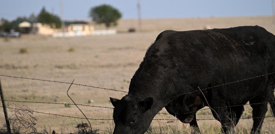Las vacas reconocen un rostro humano familiar