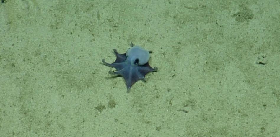 El pequeño pulpo azul, la nueva especie en el archipiélago ecuatoriano de Galápagos