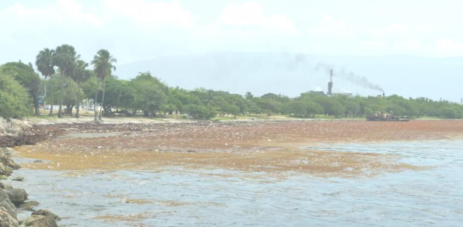 Negocios pierden hasta 80% de clientes por el sargazo en litoral costero de Barahona