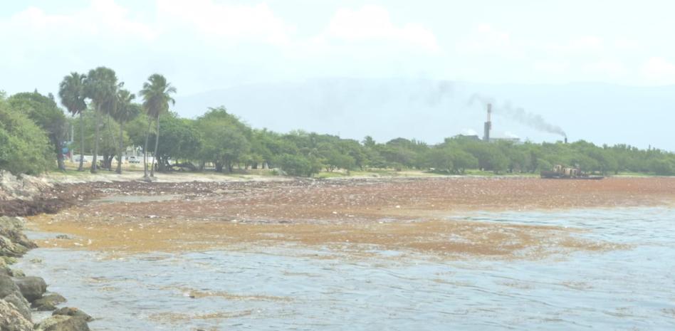 El sargazo afecta la costa de Neiba y Barahona