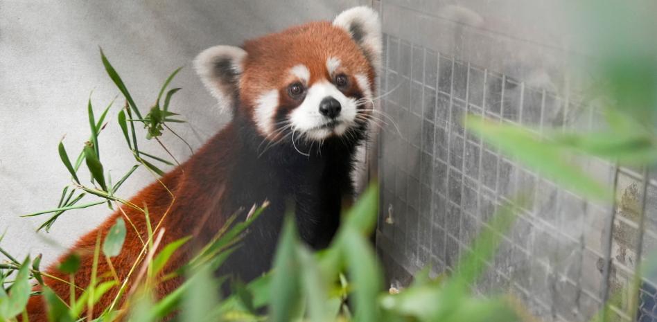 Tras más de una década, Taiwán recibe pandas rojos de China para su zoológico