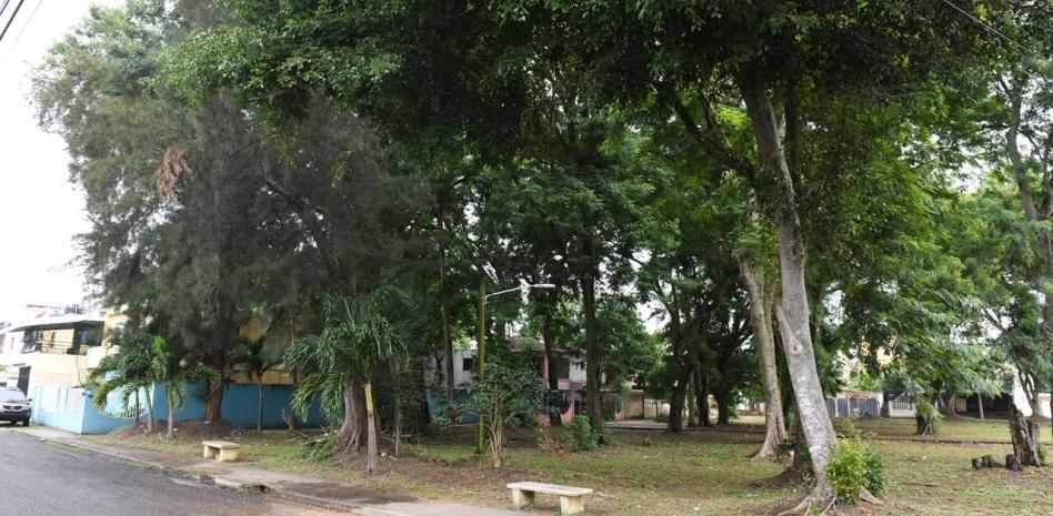 En Los Molinos temen que árboles deteriorados caigan sobre sus viviendas