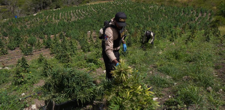 DNCD desmantela finca con más de 3,000 plantas de marihuana en San José de Ocoa