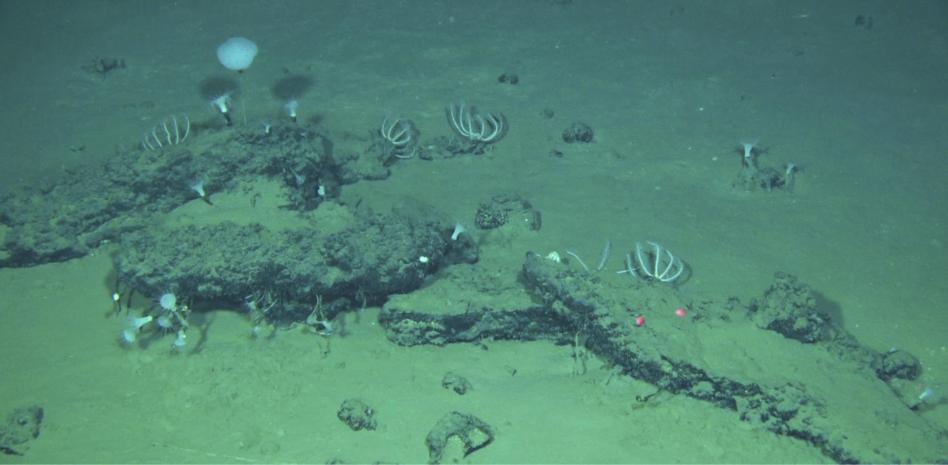 Hallan el mayor y más profundo cementerio de ballenas, con restos de 3,5 millones de años