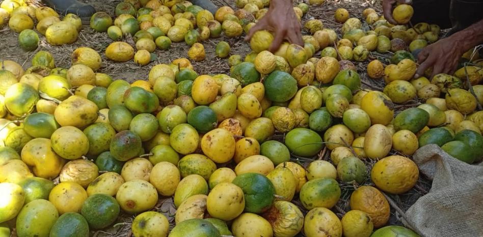 Productores de chinola en Ocoa enfrentan difícil situación en inicio de cosecha por bajos precios