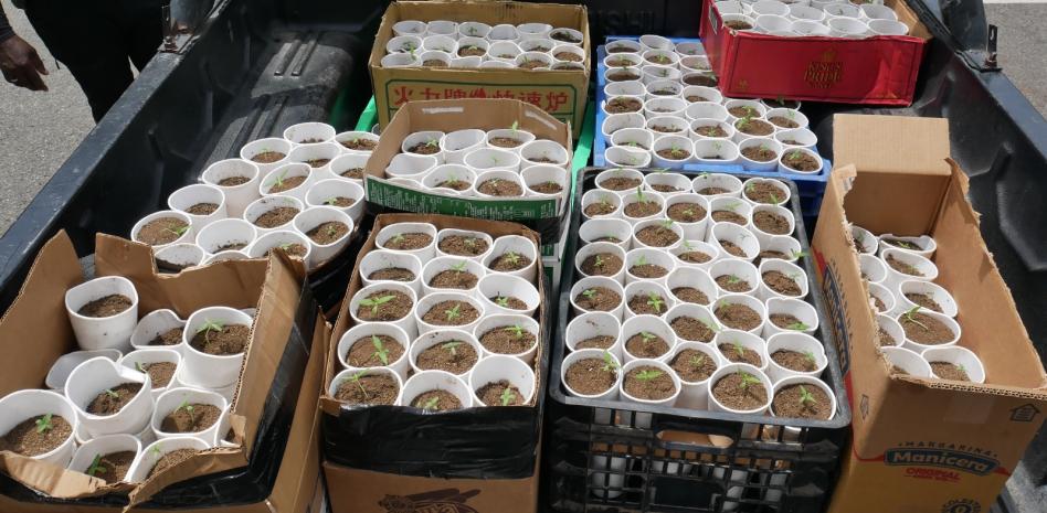 Ocupan más de 400 plantas de marihuana en Santo Domingo Oeste