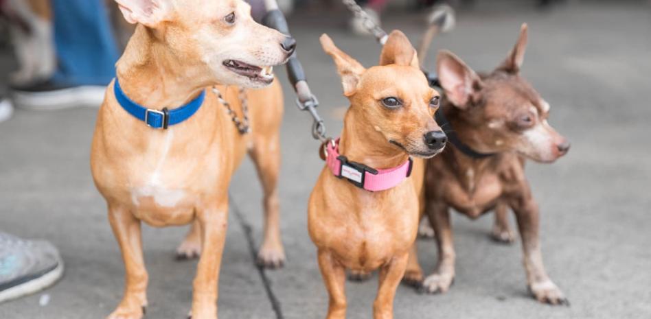 Abandono de perros en aumentó un 20 % anual tras la pandemia