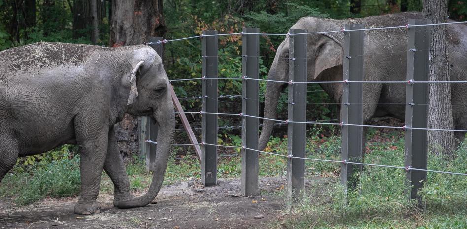 Zoológico del Bronx evalúa el futuro de Patty, el único elefante que queda en Nueva York