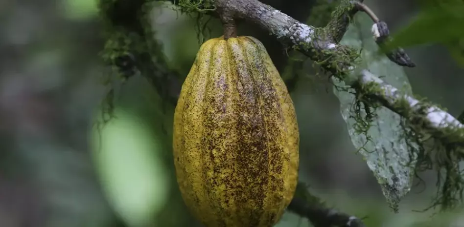 Día Mundial del Cacao y su precio ronda 5,600 dólares la tonelada