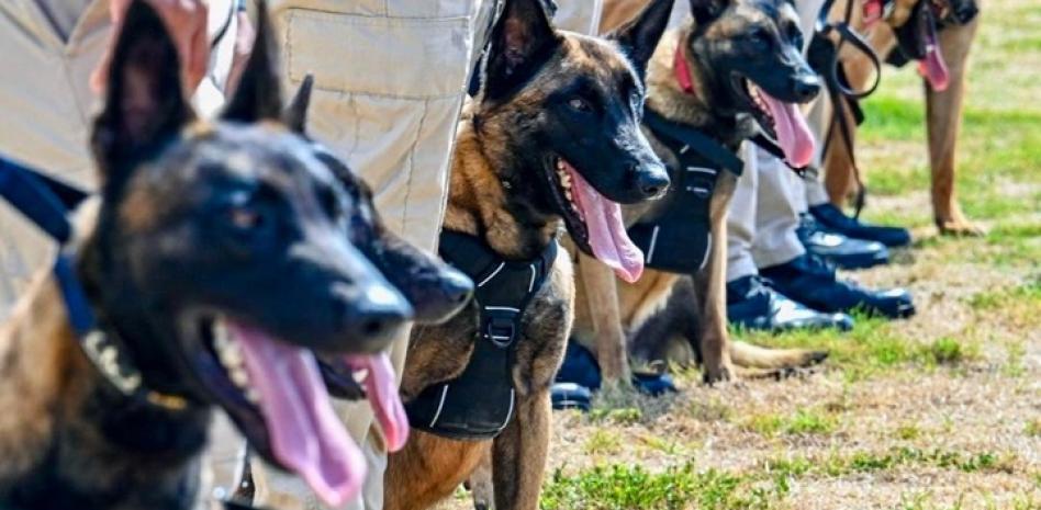 Integran 18 nuevos caninos al sistema de seguridad aeroportuaria dominicano