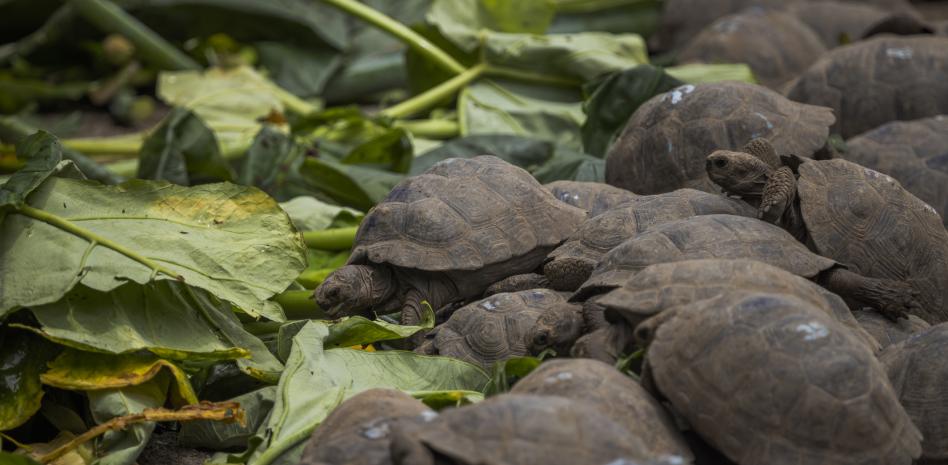 Tres años de prisión por sustracción de 123 crías de tortugas gigantes de Galápagos