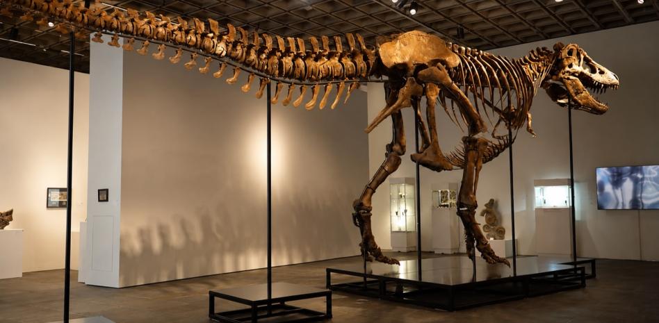El tiranosaurio "Gus" alcanza récord de venta en USD 50 millones en subasta en EEUU