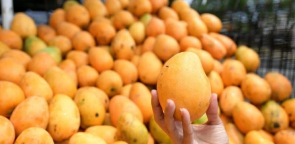 Osmar Benítez alertó la necesidad de mantener la disciplina fitosanitaria en la feria del mango de este año