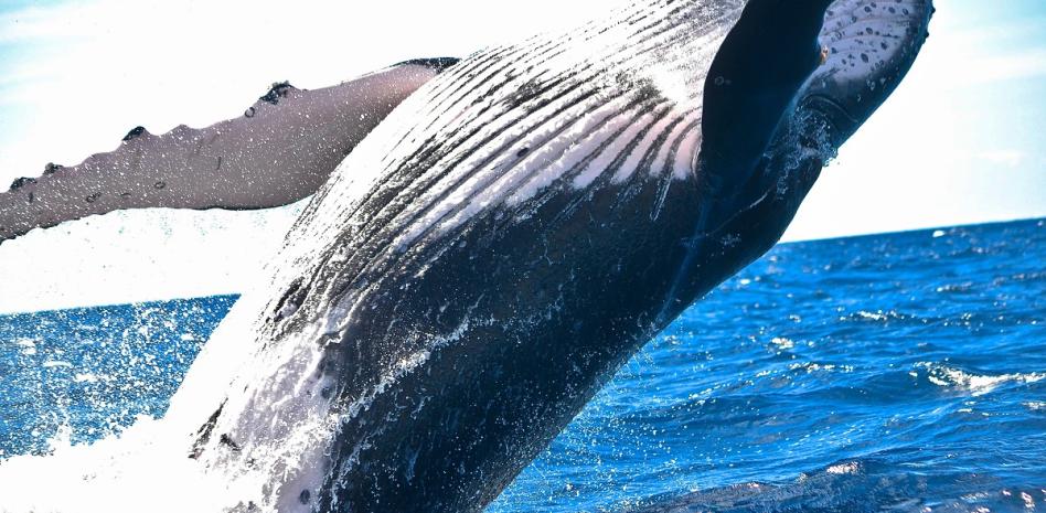 Islandia y su vuelta a la caza de ballenas, cetáceos en la Lista Roja de la UICN