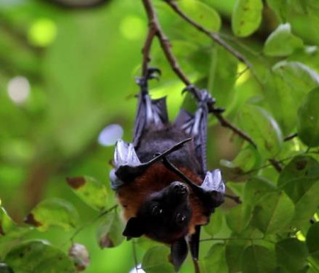 Los murciélagos representan más del 60% de la fauna nativa de mamíferos de la región/ Getty images