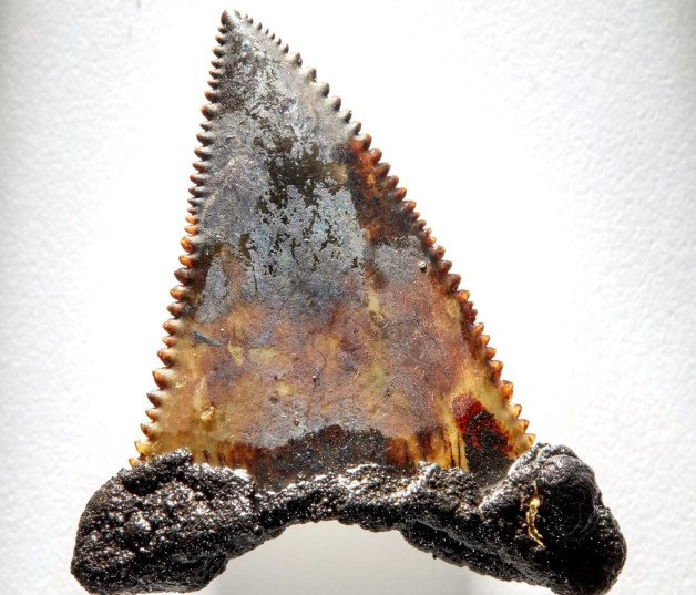 Diente mineralizado de tiburón más pequeño hallado en el fondo marino australiano. Foto:  Museos Victoria, Australia/Benjamin Healley.