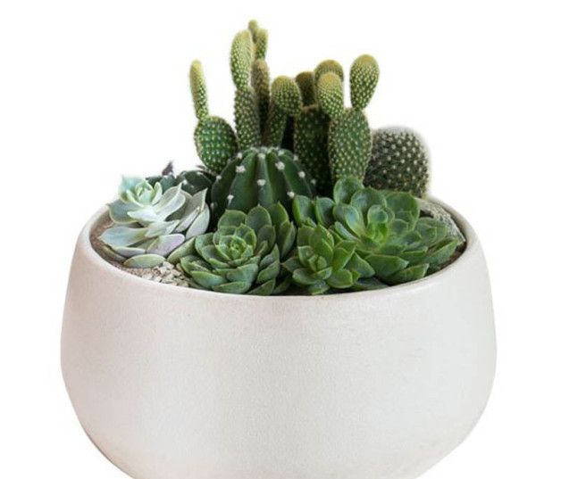 Jardín. Incluso en los envases más pequeños es posible combinar diversas especies. Crea.