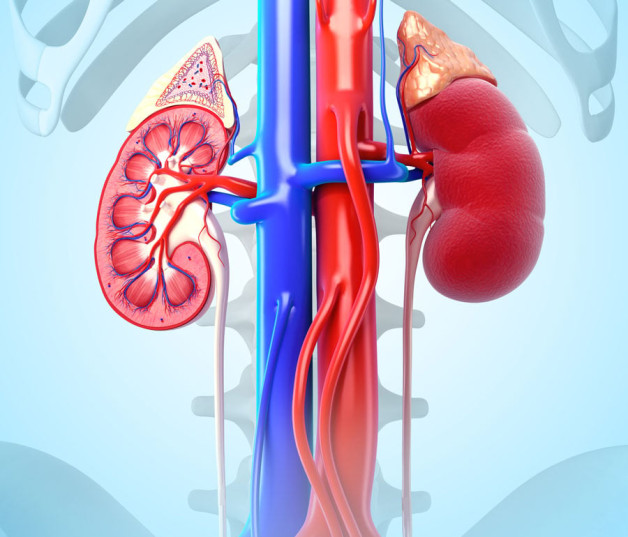 Un paciente renal es aquél que padece de enfermedades en el riñón, y de su cuidado se encargan los nefrólogos.