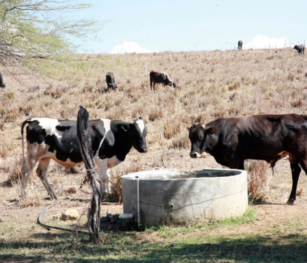 Preocupación. La falta de pasto y agua para el ganado ya ha causado la muerte de muchas reses en la región noroestana.