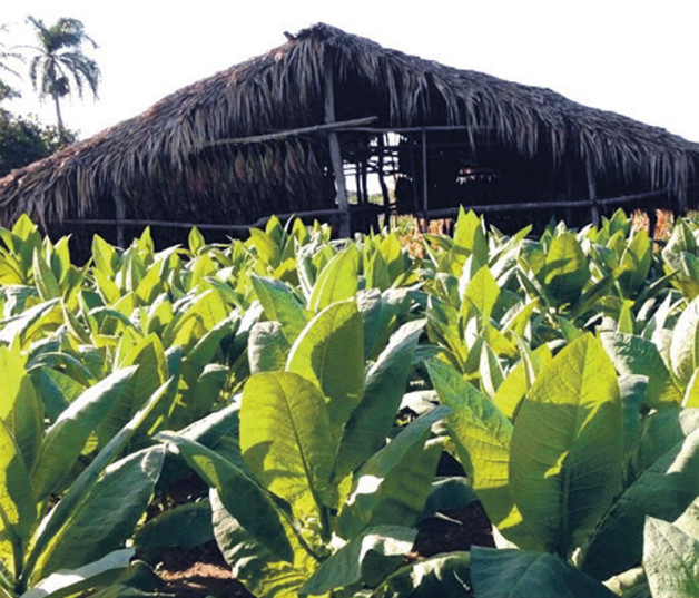 Cultivo. Produción tabacalera.