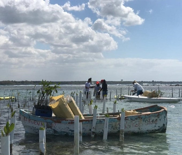 Proyecto de siembra de mangles que ejecuta la fundación Verde Profundo en Boca Chica. VerdeProfundo