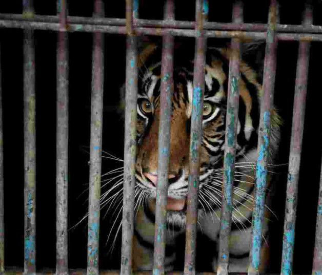 Un tigre dio positivo por coronavirus en el parque zoológico de Ragunan, en Yakarta, el 1 de agosto de 2021. Foto tomada por el gobierno de Yakarta Handout JAKARTA GOVERNMENT/AFP