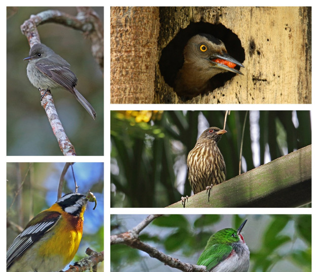Aves endémicas de República Dominicana.