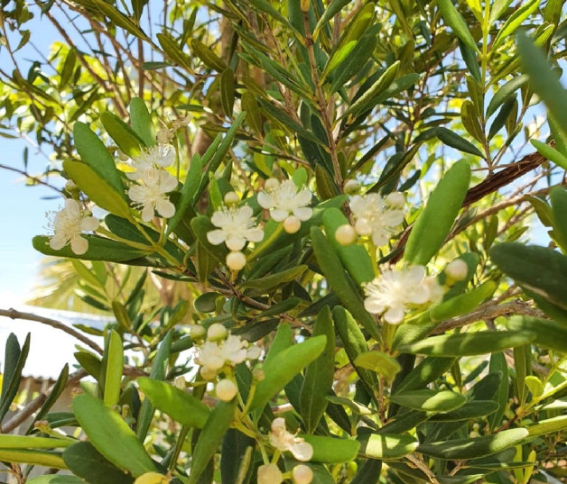 Canelilla  de Jaragua (Pimenta haitiensis).  Grupo Jaragua